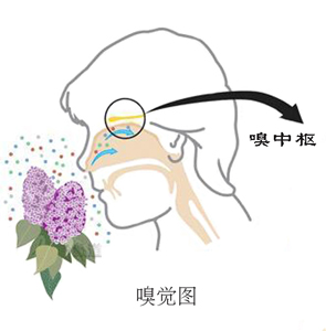 嗅覺(jué)不好，學(xué)學(xué)健鼻功