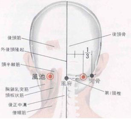 風(fēng)府穴→治頭面、五官疾病
