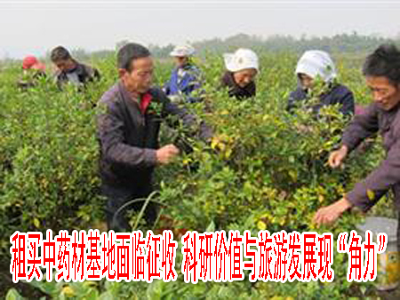 租買中藥材基地面臨征收 科研價(jià)值與旅游發(fā)展現(xiàn)“角力”