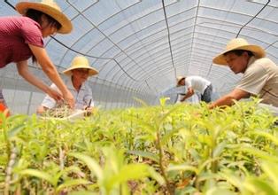中草藥質(zhì)量監(jiān)管，從規(guī)范中藥材種植采集開始