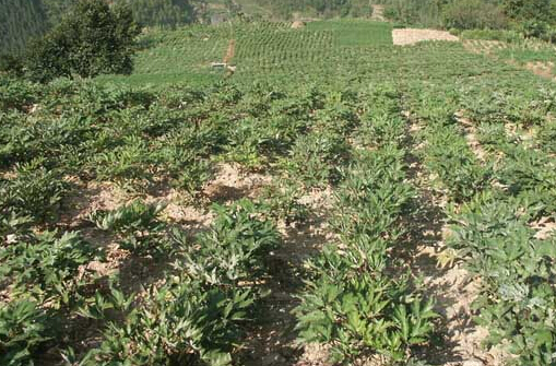 產(chǎn)地甘肅天氣持續(xù)干旱 致使中藥材價格上漲