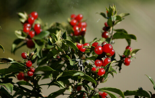 藥用植物資源可持續(xù)管理項目出成果