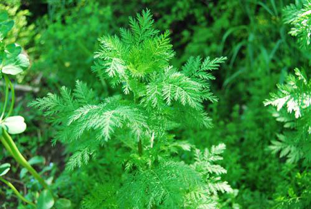 河北唐山中醫(yī)藥專(zhuān)家提醒勿盲目跟風(fēng)青蒿素食品