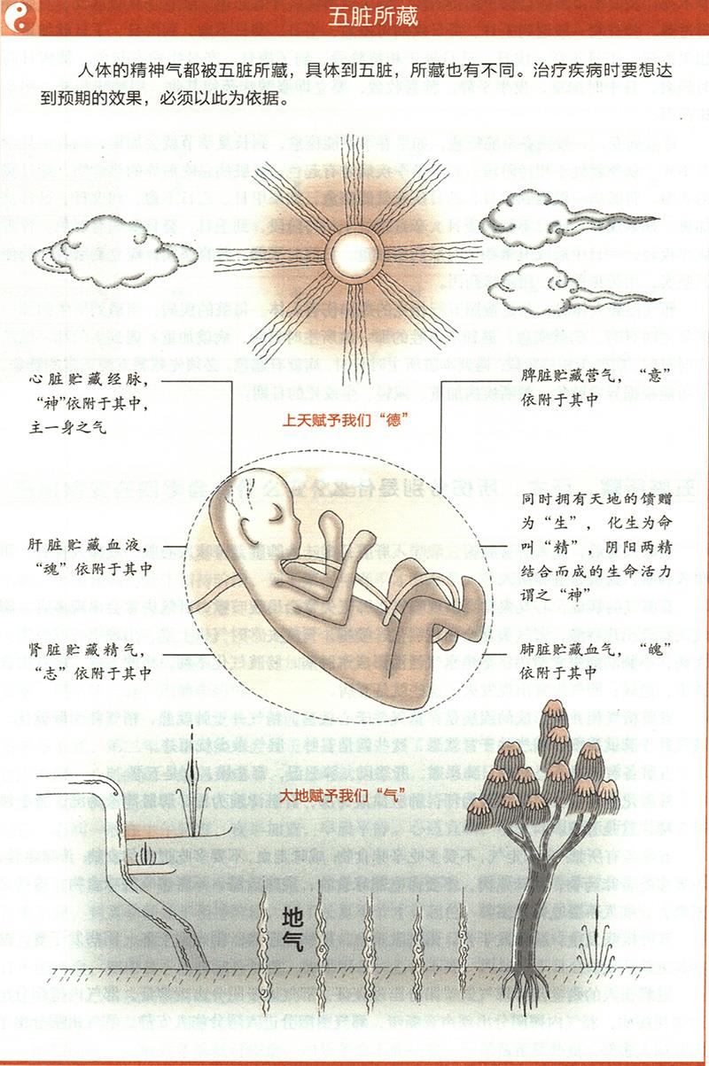五臟所藏，所主，所傷分別是什么？