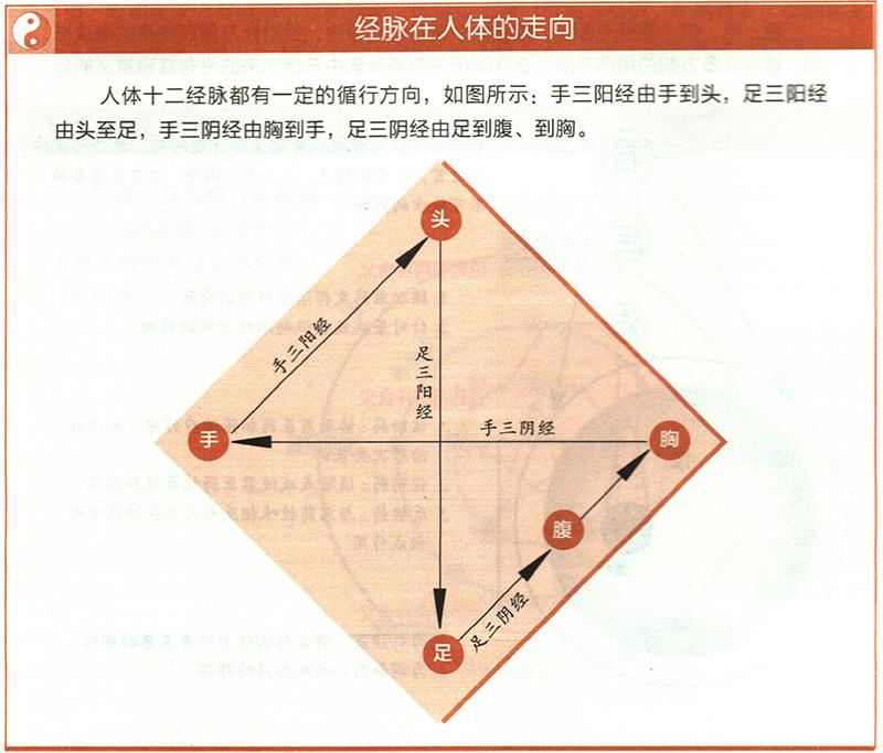 十二經(jīng)脈的起止點分別在哪里？