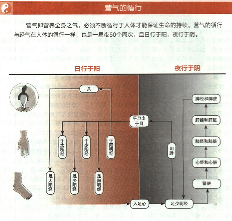 營氣在體內(nèi)是如何循環(huán)的？