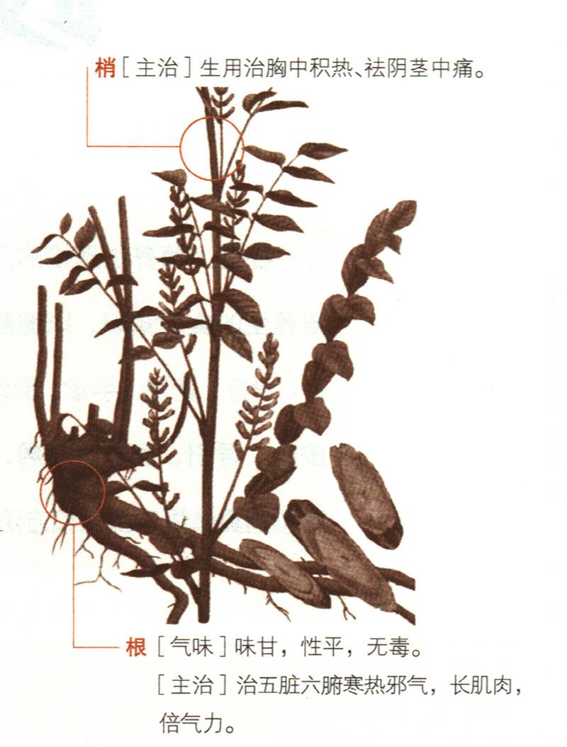 甘草具有哪些養(yǎng)生價(jià)值？