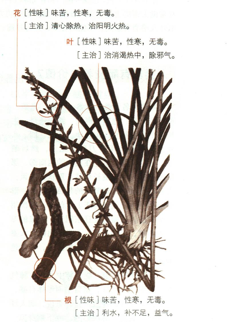 知母具有哪些養(yǎng)生價(jià)值？