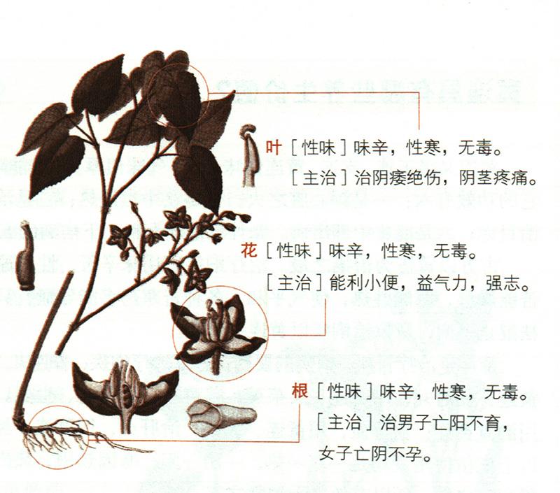 淫羊藿具有哪些養(yǎng)生價(jià)值？