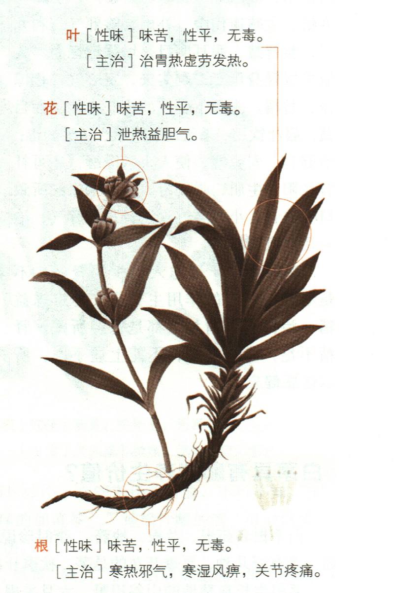秦艽具有哪些養(yǎng)生價(jià)值？
