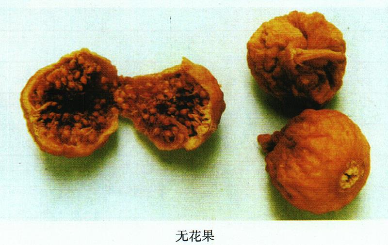 治久咳、慢性肺炎方